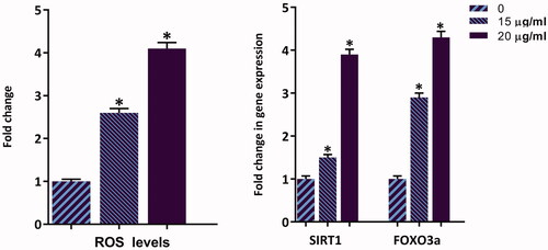 Figure 7. Treatment of ZnO/CNT@Fe3O4 not only increased the amount of intracellular level of ROS in K562 cells, but also elevated the expression level of SIRT1 and Foxo3a in a concentration-dependent manner. Values are given as mean ± standard deviation of three independent experiments. *p ≤ .05 represents significant changes from untreated control.