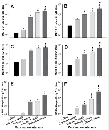 Figure 2. Antibody responses induced by S377-588-Fc at different doses and immunization intervals. Sera of mice immunized with S377-588-Fc were collected at 10 (A, C, E) and 40 (B, D, F) days post-last immunization and detected for MERS-CoV S1-specific IgG (A, B), IgG1 (C, D), and IgG2a (E, F) antibodies by ELISA. The antibody titers are presented as the endpoint dilutions that remain positively detectable, and the data are shown as mean titers ± standard deviation (SD) from five mice in each group. For (A) and (B), significant differences were revealed between 1-dose and four 2-dose groups, respectively (*); between 2-dose-1-week and 2-dose-3- or 4-week, respectively (#); or between 2-dose-2-week and 2-dose-4-week (▪). For (C), significant differences were observed between 1-dose or 2-dose-1-week and 2-dose-2-, 3- or 4-week, respectively (*); between 2-dose-2-week and 2-dose-3- or 4-week, respectively (#); or between 2-dose-3-week and 2-dose-4-week (▪). For (D) and (F), significant differences were revealed between 1-dose and the four 2-dose groups, respectively (*); between 2-dose-1-week and 2-dose-2-, 3- or 4-week, respectively (#); or between 2-dose-2-week and 2-dose-3- or 4-week, respectively (▪). For (E), significant differences were observed between 1-dose or 2-dose-1-week and 2-dose-2-, 3- or 4-week, respectively (*); or between 2-dose-2- or 3-week and 2-dose-4-week, respectively (#). For (F), significant differences were also observed between 2-dose-3-week and 2-dose-4-week (•).
