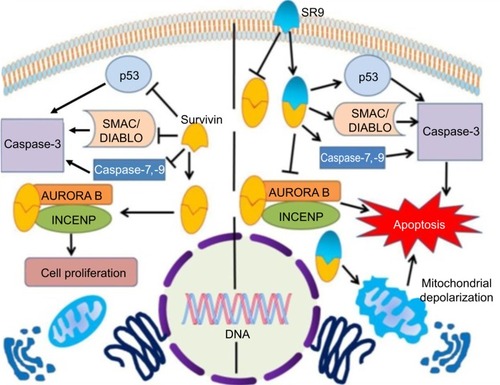 Figure 1 Survivin as an important cancer target for cancer therapy. IAP member survivin is known to be present in the microtubules during cell division, thereby promoting cell proliferation; apart from stabilizing the microtubule network, survivin is known to dimerize and bind with the activated form of caspase-3 to inhibit apoptosis.Abbreviations: DNA, deoxyribonucleic acid; IAP, inhibitor of apoptosis; INCENP, inner centromere protein; Smac, second mitochondria-derived activator of caspases; SR9, cell-permeable dominant negative survivin SurR9-C84A.