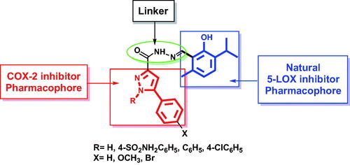 Figure 2. Design of dual COX-2/5-LOX inhibitors.