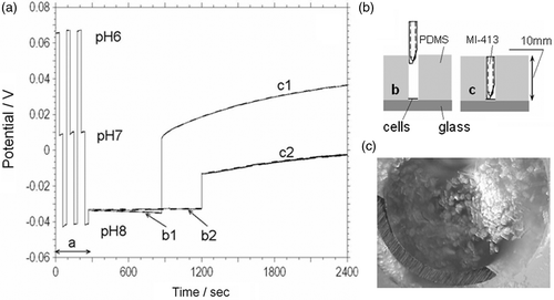 Figure 6. (a) Acidification rate measurements (MI-413 combination pH electrode) on the freshly isolated (b1, c1) and 3 hour post isolation (b2, c2) cardiac myocytes suspended into 0.7 mm3 (curve c1 and c2) and 12 mm3 (curve b1 and b2) volume respectively. Period a–calibration of pH electrode in three different buffer solutions. (b) Cross-sectional schematic view of the MI-413 electrode during pH measurements in 12 mm3 (b) and 0.7 mm3 (c) volumes. (c) Optical image of cardiac myocyte cells and MI-413 electrode during pH measurements in a 0.7 mm3 volume.