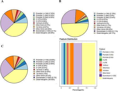 Figure 5 Gene annotation of the differentially methylated regions (DMRs) in PNA mice vs control mice. (A) The distribution of hypermethylated DMRs; (B) The distribution of hypomethylated DMRs; (C) The distribution of overall DMRs.