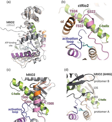 Figure 3. αI can adopt two conformational orientations.(a) Superimposition of hRIO2(1–353)Δ(131–146) and ctRio2 has been performed in Coot[Citation59]. ctRio2 is displayed in grey. (b) Focus on the αI of ctRio2. The residues 311 to 324 (pink and orange) of ctRio2 form a short α-helix embedded in a linker region that packs against the C-helix (light green). The GF/YT switch region is labelled. (c) The similar region of hRIO2 corresponding to residues 311 to 324 of ctRio2 are displayed in the same orientation as in B. This region adopts an extended α-helix confirmation that projects the C-terminal end of the downstream α-helix residues out of the ATP-binding pocket vicinity. (d) The similar region of hRIO2 (PDB 6HK6)[Citation33] is displayed under the same orientation as in B and C. The C-terminal residues of one protomer of hRIO2 form a β-sheet with residues from the β6-α5 loop of the other protomer (in grey).