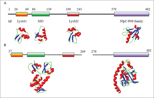 Figure 2. The domain organization of Lm-p60 and the predicted structures of Lm-p60 domains. (A) Schematic representation of the domain organization of Lm-p60 and the predicted structures of the corresponding domains. SP, signal peptide. (B) Two truncated terminal domains characterized in the literature.Citation13