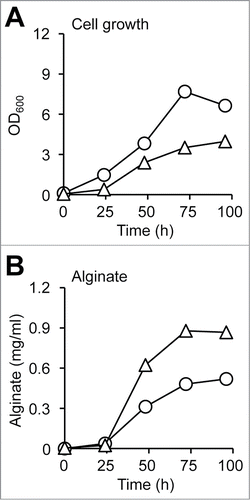 Figure 6. Alginate production from glycerol-grown A. vinelandii. (A) Cell growth. (B) Extracellular alginate. Circles, WT; triangles, alginate-overproducing mutant.