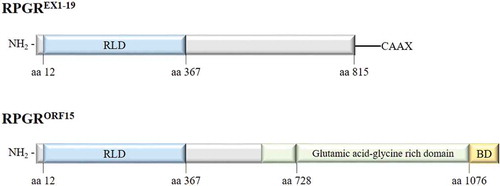 Figure 4. Major RPGR protein isoforms (constitutive RPGREXON1-19 and RPGRORF15) schematic representation. RLD: RCC1-like domain, BD: basic domain.