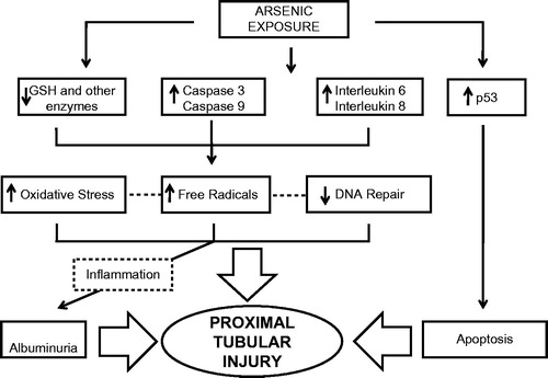 Figure 1. Pathophysiology of arsenic-mediated nephrotoxicity. Mechanisms whereby arsenic exposure may lead to proximal tubular injury.