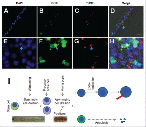 Figure 4. Apoptosis of one daughter cell after the second wave of asymmetrical cell division. BrdU was injected at P-3:0 h. BrdU and TUNEL staining indicate DNA duplication and apoptosis respectively either by tissue section (A-D) or directly (E-H). DAPI was used to counter-stain nuclei (A, E). BrdU is labeled in green (B, F) and TUNEL is labeled in red (C, C`). These images were merged to show the co-localization of green and red fluorescence (D, H). The arrows point to the granules exhibiting the co-localization of BrdU and TUNEL signals. (I) A summary of the fate of daughter cells derived from the second wave of asymmetrical cell division. The red bar indicates a scale. The nucleus is drawn in blue. Bar: 20 μm.