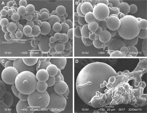 Figure 1 Scanning electron photomicrographs of the optimized CTZ microspheres at (A) ×200 magnification, (B) ×300 magnification, (C) ×450 magnification, and (D) ×750 magnification.