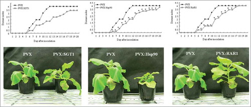 Figure 2. Effect of Hsp90, RAR1 and SGT1-silencing on bacterial wilt disease by inoculation with R. solanacearum. Control (PVX), Hsp90- (PVX:Hsp90), RAR1- (PVX:RAR1) and SGT1- (PVX:SGT1) silenced plants were infiltrated with R. solanacearum. (A) Disease development of bacterial wilt was rated daily on a 0–4 disease index in control (open squares) or silenced (solid squares) plants. Asterisks denote values significantly different from those ofcontrol plants (*; P < 0.05, t-test). (B) Characteristic symptoms in control and silenced plants. Photograph was taken 12 d after inoculation with R. solanacearum.