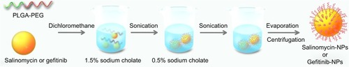 Figure 2 The preparation of salinomycin-NPs and gefitinib-NPs. Salinomycin-NPs or gefitinib-NPs was prepared by using an emulsion/solvent evaporation method. PLGA-PEG and salinomycin or gefitinib were dissolved in dichloromethane. The solution was added to 1.5% sodium cholate solution. The mixture was sonicated, and the emulsion was added to 0.5% sodium cholate before evaporating dichloromethane. The nanoparticles were collected by centrifugation.