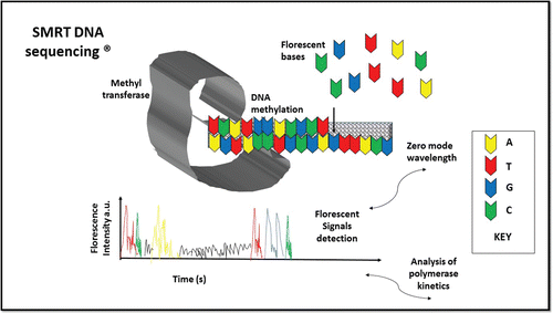 Figure 1. Diagrammatic representation of the complete procedure of SMRT DNA sequencing process.