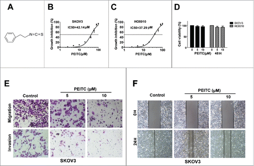 Figure 1. PEITC inhibits migration and invasion of ovarian cancer cells in vitro.