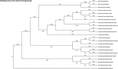 Figure 7. Cladogram constructed from Mahalanobis distances across sampling sites and age groups in Canarian camels and Merino sheep.