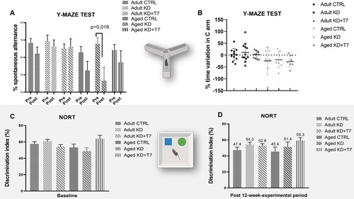 Figure 3. Behavioral tests to access spatial memory (Y maze, A and B) and short-term working memory (NORT; C, and D). Trials were conducted at baseline and after the 12-weeks-experimental period. (A, C, D) Bars represent the mean of each group (n =  8–12 per group). (B) Each dot represents the variation of an animal, and horizontal lines represent the mean of the group. (D) Numbers represents the means of discrimination index.