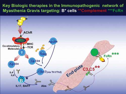 Figure 1. Key biologic therapies in the immunopathogenic network of myasthenia gravis, targeting B cells (*), complement (**), and FcRn (***). The AChR, presented via APC’s to CD4 + T cells via co-stimulatory molecules lead to upregulation of cytokines that stimulate B cells to produce IgG anti-AChR antibodies. The AChR IgG by fixing complement at the end-plate region, leads to destruction of the AChR’s. treg and Th17+ cells, cytokines such as IL-6 that induce tregs, and proinflammatory cytokines, such as IL-17A, IL-21, and IL-22, sustain the immune imbalance. Promising biologic therapies are currently targeting B cells (*); complement (**), activated by the antibodies to cause destruction of AChR at the postsynaptic region via MAC formation; and FcRn (***), leading to increased catabolism of IgG-AChR antibodies reducing their pathogenic effects (adapted from Dalakas MC [Citation1–3].