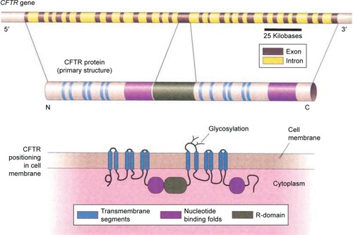 Figure 2 Structure of the cystic fibrosis transmembrane conductance regulator (CFTR) molecule, consisting of transmembrane segments, nucleotide binding folds, and a regulatory (R) domain.