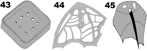 Figs 43–45. Diagrammatic representation of the most characteristic scales of Pyramimonas octopora sp. nov. Drawings by Nikolaj Toftemark Nielsen.