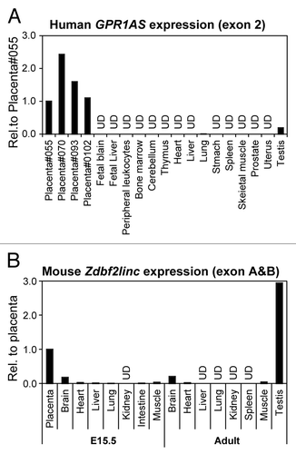 Figure 2. Relative expression of GPR1AS/Zdbf2linc in multiple human and mouse tissues (qRT-PCR). Expression in the human placenta (Family ID: 055) or mouse placenta at E15.5 is set as 1 for each gene. UD means undetectable after 40 cycles of amplification.