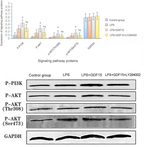 Figure 6. Protein expression of p-PI3K and p-Akt in the PI3K/AKT signaling pathway of macrophages of each group (Figure 6a: * p < 0.05,LPS+GDF15 group vs. LPS group;*# p < 0.05,LPS+GDF15+ LY294002 groupvs.LPS+GDF15 group).