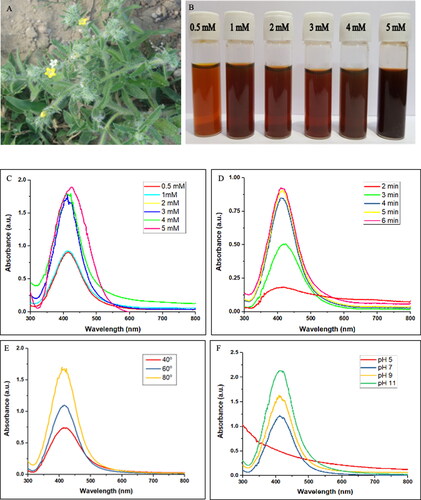 Figure 1. (A) Arnebia hispidissima (Lehm.) A. DC (B) Vials showing chromatic variation of the synthesised AgNPs after adding different concentrations of AgNO3 to A. hispidissima leaf extract, effect of (C) AgNO3 concentrations, (D) time, (E) temperature and (F) pH of reaction mixture on AgNPs synthesis using aqueous leaf extract of A. hispidissima.