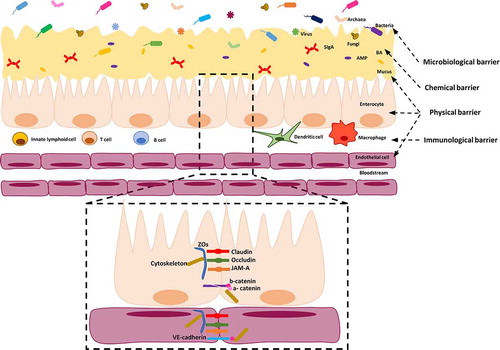 Figure 1. Structure of microbiological, chemical, physical and immunological barriers in the intestine. The microbiological barrier resides in the intestinal lumen, over and inside the mucus. It is composed of intestinal microbiota including bacteria, fungi, archaea and viruses. The mucus layer forms part of the physical barrier (coating with a single layer the small intestine and with a double layer the large intestine), in which AMP, BA and SIgA are secreted and they act as chemical barriers. The mucus covers the intestinal epithelial cells, which are also considered part of the physical barrier. Moreover, these cells are tightly sealed by TJs (claudins, occludin, ZOs), JAM-A and by AJs (E-cadherin) controlling the paracellular permeability. Scattered throughout the epithelium and lamina propria, innate immune cells (i.e. macrophages, dendritic cells and lymphoid cells) and adaptive immune cells (i.e. T and B cells) reside. In the lamina propria of the gut mucosa, endothelial cells tightly sealed by claudin, occludin, JAM-A and VE-cadherin proteins form a gut vascular barrier.; AJs: adherens junctions, AMP: antimicrobial peptides, BA: bile acids, SIgA: Immunoglobulin A, JAM-A: TJs-associated adhesion molecules, TJs: tight junctions, VE-cadherin: vascular-endothelial cadherin, ZOs: zonula occludens