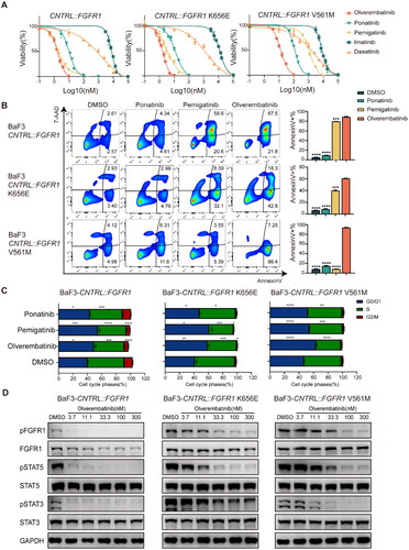 Figure 2. Olverembatinib inhibits cell function in Ba/F3 cells expressing CNTRL::FGFR1. (A) BaF3-CNTRL::FGFR1, CNTRL::FGFR1K656E, CNTRL::FGFR1V561M exhibited differential sensitivity to TKIs. (B) Olverembatinib induced significant apoptosis in CNTRL::FGFR1 expressing cells after 48 h. BaF3-CNTRL::FGFR1, CNTRL::FGFR1K656E were treated with 10 nM of olverembatinib, ponatinib and pemigatinib, while BaF3-CNTRL::FGFR1V561M was treated with 100 nM of the three drugs. (C) Effect of olverembatinib, ponatinib and pemigatinib on cell cycle distribution in Ba/F3 cells after 24 h. The concentration of the drugs is the same as apoptotic assays. (D) Olverembatinib dose-dependently inhibits phosphorylation of FGFR1, STAT5 and STAT3. Cells were treated with the olverembatinib at the different concentrations for 4 h. *p < 0.05; **p < 0.01; ***p < 0.001; ****p < 0.0001.