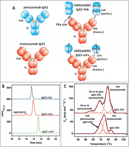 Figure 1. (A) Schematic diagrams of pertuzumab and trastuzumab IgG1 and the pertuzumab × trastuzumab IgG-Fab and IgG-scFv BsAbs. Notice the N-terminal Fab of the IgG-Fab contains a fully intact pertuzumab Fab with VH, VL, CH1, and CL, while the N-terminal scFv contains only a VH and VL domain of pertuzumab. (B) Analytical SEC of the IgG-scFv and IgG-Fab BsAbs after expression in 293F cells and a single step protein A purification. (C) DSC results with the HER2 × HER2 IgG-Fab (bottom) and IgG-scFv (top). The unfolding events of the various domains within the 2 molecules are annotated. The Fc (CH2 and CH3) unfolding events for IgG1 are well characterized.Citation47 The trastuzumab and pertuzumab Fab unfolding curves were characterized previously Citation14 and their unfolding events within the IgG-Fab can be deduced based on the data with the monoclonal antibodies. For the IgG-scFv, one of the variable domains of pertuzumab unfolds at a much lower Tm resulting from the lack of the CH1/CL domains, a trait typical of scFvs.Citation12