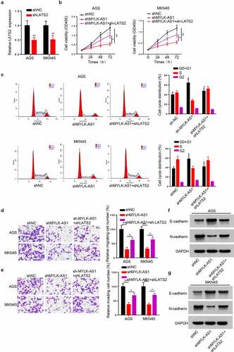 Figure 6. The effect of MYLK-AS1 knockdown on GC cell growth and invasion was rescued by silencing LATS2. (A) The transfection efficiency of sh-LATS2 in AGS and MKN45 cells. (B) Cell viability was evaluated by CCK-8 assay in AGS and MKN45 cells transfected with sh-NC, sh-MYLK-AS1 or sh-MYLK-AS1+sh-LATS2. (C) The cell cycle of transfected AGS and MKN45 cells. (D and E) Transwell assay was performed to assess the migration and invasion of transfected AGS and MKN45 cells. (F and G) The protein levels of E-cadherin and N-cadherin were measured by western blot. *p < 0.05, **p< 0.01