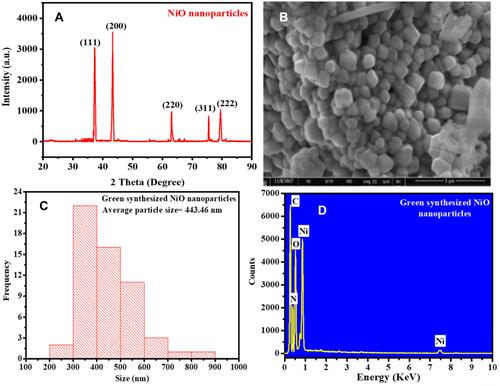 Figure 4 The (A) XRD, (B) SEM, (C) DLS particle size distribution, and (D) EDX of phytomolecules-coated NiO nanoparticles using Abutilon indicum leaves extract.