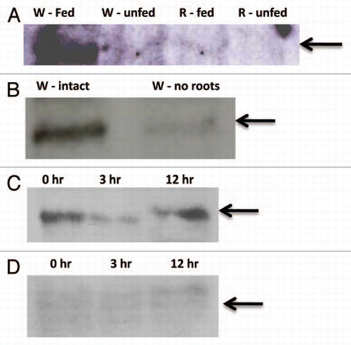 Figure 2 Immunoblot analysis of Mir1-CP accumulation in Mp708 organs. (A) Mir1-CP accumulation in the whorl after 24 hr of caterpillar feeding (W-Fed); control whorl (W-unfed); roots after 24 hr of foliar feeding (R-fed) and control roots (R-unfed). (B) Mir1-CP accumulation in the whorl of intact plants after 24 hr of caterpillar feeding (W-intact) or in the whorl of plants with the roots removed prior to caterpillar infestation (W-no roots). (C) Mir1-CP accumulation in the xylem sap of whorls infested for 0, 3 and 12 hr. (D) Lack of Mir1-CP accumulation in the xylem sap of the susceptible inbred Tx601 for 0, 3 and 12 hr. Arrow on the right indicate the position of Mir1-CP on the blots.