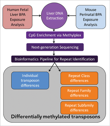 Figure 1. Flowchart for Experimental and Analysis Pipeline. Both humans and mice underwent MethylPlex enrichment prior to sequencing. Reads were Repeat Masked and used to identify group level differences, and aligned to reference genomes to identify individual differences in repeat DNA methylation. Asterisks denote significance, *P < 0.05, **P < 0.01.