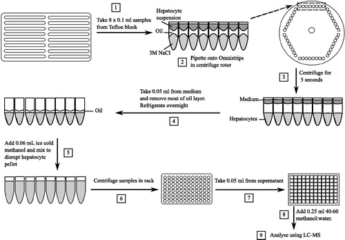 Figure 1. Flow chart of high throughput assay starting from incubation and separation of hepatocytes from the media via an oil spin method (steps 1–4) to extraction and analysis via LC-MS (steps 5–9). Numbers in squares relate to the step number in time order as described in the Methods section. LC-MS: liquid chromatography–mass spectrometry.