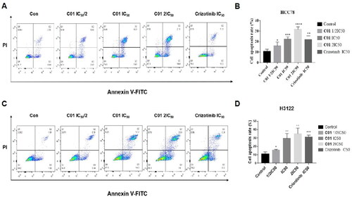 Figure 6. (A) Flow cytometric analysis of apoptosis in HCC-78 cell line treated with C01 in the concentrations of 0 (control), 2.0 μM, 3.9 μM, and 7.8 μM. (B) Graphical representation of total percentage of apoptosis induced by C01 in HCC-78 cell line. (C) Flow cytometric analysis of apoptosis in NCI-H3122 cell line treated with C01 in the concentrations of 0 (control), 1.5 μM, 3.0 μM and 6.0 μM. (D) Graphical representation of total percentage of apoptosis induced by C01 in NCI-H3122 cell line. (*p < 0.05; **p < 0.01; ***p < 0.001 vs control, n = 3).