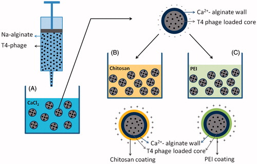 Figure 1. Schematic drawing of the production of alginate-based beads coated also with chitosan and/or polyethyleneimine as carriers for T4 phages.