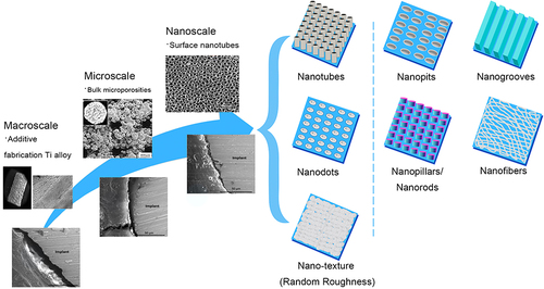 Figure 6 Nanotubes, nano-texture (random roughness), nanodots constructed on nanoscale surface of 3D-printed Ti implants promote osseointegration. Reprinted from Mater Today, Volume 45, Mitra I, Bose S, Dernell WS, et al 3D Printing in alloy design to improve biocompatibility in metallic implants. 20–34, Copyright 2021, with permission from Elsevier.Citation45 Ann Biomed Eng, Vol 45(1), Bandyopadhyay A, Shivaram A, Tarafder et al, In Vivo Response of Laser Processed Porous Titanium Implants for Load-Bearing Implants, 249–260, Copyright © 2017, reprinted with permission from SNCSC.Citation36