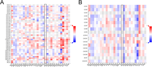 Figure 10 Correlation analysis between KRT19 expression and chemokines and receptors in pan-cancers. (A) Correlation heatmap between KRT19 and chemokines in tumors. (B) Correlation heatmap between KRT19 and receptors in tumors.