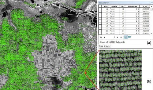 Figure 6. Results of the tree crowns extraction for study area A: (a) attribute table includes the fields of tree crown diameters (diameter) and MI value (I_UV) and (b) zoomed image of typical eucalyptus forest.
