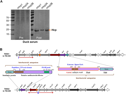 Fig. 1 Immunoblotting analyses of Hcp family proteins and genetic organization of T6SS loci in APEC.a Immunoblotting with anti-Hcps antibodies using purified rHcps in convalescent serum. The ducks were infected with 2 × LD50 APEC TW-XM, and sera from the surviving ducks were collected after 2 weeks. Pre-immune serum was used as a negative control. b Genetic organization of the T6SS1 and T6SS2 loci in APEC. The transcription directions are indicated by a red arrow. The domain architectures of the antibacterial effectors XmtU and Tle4 are denoted by different colors and annotations