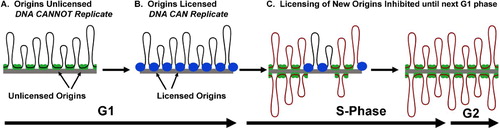 Figure 2.  The Need for Licensing in Mammalian DNA Replication. A. DNA is replicated at several hundred thousand independent start sites called origins. B. To ensure that each origin only fires once during S-Phase, each origin is ‘licensed’ by the ORC complex. C. The license is removed when the origin is replicated, and cannot be added to any origins until the next G1 phase.