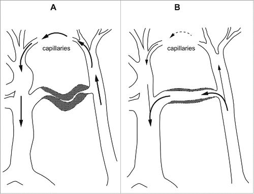 Figure 1. Diagram showing the effect of a closed (A) and an open (B) arterio-venous anastomosis. (After BoydCitation5).