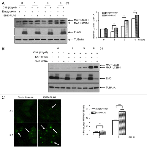 Figure 5. Implication of EMD in the C16-ceramide autophagic pathway (A) HCT116 cells were transfected with EMD-FLAG or empty vector and then left untreated or stimulated with C16-ceramide for the indicated times. Cell extracts were assayed using anti-MAP1LC3B, -EMD and -TUBA1A antibodies for western blotting analysis (left). The intensity of each band corresponding to MAP1LC3B-II was measured with the Quantity One software (Bio-Rad). Data are representative of 3 independent experiments and P values were calculated using t tests (*P < 0.05; **P < 0.001; ***P < 0.0001) (right). (B) HCT116 cells were transfected with GFP siRNA or EMD siRNA and then stimulated with C16-ceramide (12 μM) for the indicated times. MAP1LC3B was revealed by western blotting using an anti-MAP1LC3B antibody. Anti-EMD and anti-TUBA1A antibodies were also used. (C) Cells of each condition were stained with anti-MAP1LC3B antibodies and analyzed with confocal microscopy. Representative fluorescent images (left). Statistic results of the percentage of cells presenting a punctate distribution of MAP1LC3B (right).