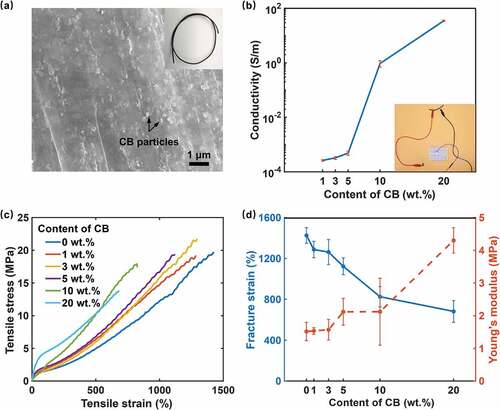 Figure 2. Electrical and mechanical properties of CB/TPU filaments with different CB contents. (a) The distribution of CB powders of CB/TPU composites (10 wt.%) in the SEM micrograph. (b) The conductivity of the CB/TPU filaments. (c) Stress-strain behavior of the CB/TPU filaments. (d) The fracture strain and Young’s modulus of the CB/TPU filaments.