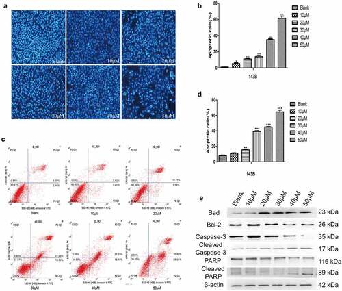 Figure 2. EGCG promotes OS cell apoptosis. (a, b) The apoptosis of 143B cells was detected by Hoechst staining. Magnification, ×100. (c, d) The apoptosis of 143B cells was detected by flow cytometry. (e) After treatment with EGCG for 3 days, the expression of apoptosis-related proteins was detected by Western blotting. *p < 0.05, ** p < 0.01, and *** p < 0.001 vs. the blank group.