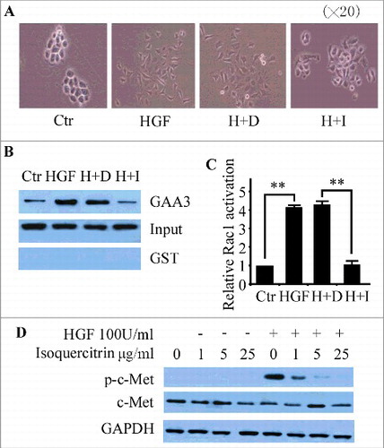 Figure 2. Isoquercitrin block HGf/SF-induced cell scattering A. The inhibitory activity of isoquercitrin against HGF-mediated NBT-II cell scattering was observed under the phase-contrast microscope (× 20). B. NBT-II cells were seeded in complete medium for 18 h, and then incubated in serum-free media overnight. Isoquercitrin was added to the media 2 h before the addition of HGF/SF (100 units/ml). Cells were incubated for 6 hours and lysed. The immobilized GST-GGA3-PBD beads were used to capture GTP-bound Rac1. Starting lysate and pull down samples were run on a Western and blotted for Rac1. Input indicated the total Rac1 and GAA3 showed activated Rac1. GST beads were used as negative control. C. Experiments in B were quantified by imaging system. Data were normalized by NBT-II control cells and shown as means ± standard error. D. NBT-II cells were seeded in complete medium for 18 h, and then incubated in serum-free media overnight. Isoquercitrin was added to the media 2 h before the addition of HGF/SF (100 units/ml). Fifteen minutes after the treatment, cells were harvested, and the lysates were subjected to immunoprecipitation using anti-phosphotyrosine antibody (upper panel), anti-Met antibody (middle panel) and anti-GAPDH antibody (lower panel). **P < 0.01, paired T test; p-c-Met, phosphorylation of c-Met; Ctr, control; H+D, HGF+DMSO; H+I,HGF+isoquercitrin.