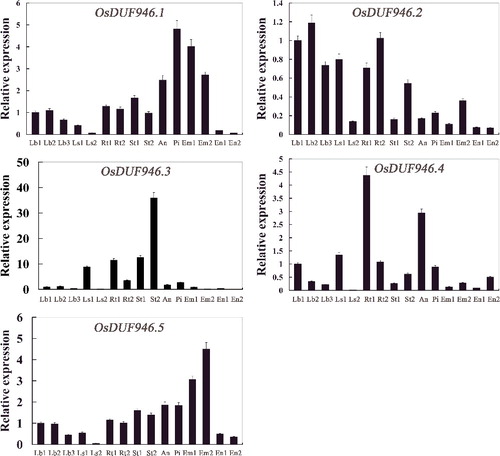 Figure 3. Real-time PCR analysis of OsDUF946 genes in different tissues of Nipponbare rice. Fifteen representative tissues are as follows: Lb1, leaf blade at four-leaf stage; Lb2, leaf blade from plants with four tillers; Lb3, leaf blade at ripening stage; Ls1, leaf sheath at four-leaf stage; Ls2, leaf sheath from plants with four tillers; Rt1, root at four-leaf stages; Rt2, root from plants with four tillers; St1, stem from plants with four tillers; St2, stem at ripening stage; An, 1.2–1.5 mm anther; Pi, pistil from 10–14 cm inflorescence; Em1, embryo at 7 days after flowering; Em2, embryo at 28 days after flowering; En1, endosperm at 7 days after flowering; En2, endosperm at 28 days after flowering.