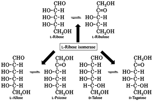 Fig. 1. Schematic representation of aldose–ketose interconversion reactions catalyzed by L-RI.