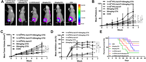 Figure 6 Effect of cyclophosphamide and Ad-VT in the BC BALB/c nude mouse model. (A and B) Weekly monitoring of the luminous intensity of tumors after successful tumor loading. (C and D) The length and width of the tumors were measured weekly for six weeks. Average tumor inhibition rate = (1-tumor volume in the treatment group/tumor volume in the control group) × 100%. (E) The daily record of the mouse survival rates. (*p < 0.05, **p < 0.01, ***p < 0.001, when compared with the control or 20 mg/kg CTX); #p < 0.05, ##p < 0.01, ###p < 0.001.