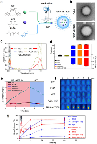 Figure 1 Characterization of physiochemical properties of synthesized nanodrugs. (a) Synthesis of PLGA-MET and PLGA-MET-ICG. Metformin and ICG were dissolved in distilled water and simultaneously conjugated to PLGA via emulsification. (b) TEM images of PLGA with and without metformin and ICG encapsulation. The visible change in morphology suggests the successful encapsulation of metformin and ICG. Scale bar = 20 nm. (c) UV-VIS analysis showing characteristic peaks for metformin (232 nm) and ICG (790 nm). (d) Average hydrodynamic sizes and zeta (electric) potentials of the synthesized nanodrugs. An increase of 31 nm and 4 nm in the average size was observed after the conjugation of metformin and ICG, respectively. (e) Changes in the temperature of solutions with and without ICG upon treatment with NIR. (f) Thermal imaging of NIR laser absorption in conjunction with 0.5 µg/mL of PLGA-MET-ICG. An increase in temperature is indicated by bright red areas. (g) In vitro release study of PLGA-MET and PLGA-MET-ICG performed in three different conditions, PBS, ABS (PH 5.0), and Lysozyme in ABS (PH 5.0).