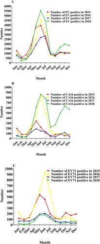 Figure 2. Specific statistics of Enteroviruses (EVs) positive, coxsackievirus A16 (CV-A16) and Enterovirus A71 (EV-A71) every month from 2015 to 2018 in kunming children’s hospital. (A) The specific number of EV-A71 patients per month from 2015 to 2018. (B) The specific number of CV-A16 patients per month from 2015 to 2018. (C) The specific number of EVs positive patients per month from 2015 to 2018.